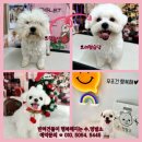 수멍발소 이미지