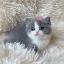 천안고양이 분양 퍼스트캣 본점 이미지