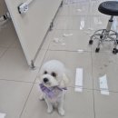 펫밀리샵 이미지