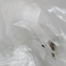 이 벌레 이름 알수있을까요? 이미지