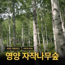 ♤임시특별가을소풍트레킹♤11월12일(화요일)국가지정명품(경북.영양)죽파리자작나무숲(국내최대)가을소풍트레킹갑니다 이미지