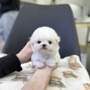 (주)펫펏 요미독강아지 요미캣고양이 동탄점 | 화성미니비숑분양, 작다고 다 같은 비숑 아닙니다
