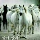 고수목마