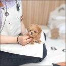 유앤미펫 강아지분양 고양이분양 시흥점 이미지