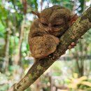 나비농장2 | 보홀 여행 필수코스! 안경원숭이부터 초콜렛힐 나비농장 정보 모두 정리