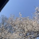 강서청소년쉼터 | [벚꽃명소]안산벚꽃길 개화 현황(25.04.06) 및 주차정보