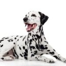 달마시안 이미지