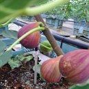 으뜸농장 1 이미지