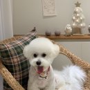 로로앤독 이미지