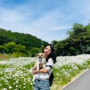 참새놀이터 | 강원도 애견동반 여행 추천|대관령하늘목장 트렉터마차·애견 놀이터 후기