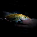 황쏘가리 이미지