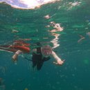 한바다참치 이미지