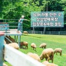 상상목장 | [공지] 남해 가볼 만한 곳, 상상양떼목장 입장료 할인+먹이체험 솔직후기