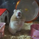 몽이식품