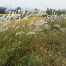 노작공원(오산천변) 이미지