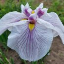 아이리스 이미지