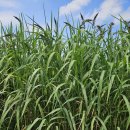 세종사료 이미지