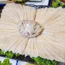 독도참가자미 이미지