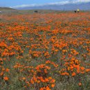 캘리포니아의 야생화, 파피꽃들 이미지