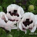 오늘 두시 이미지