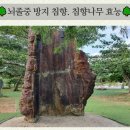 뇌졸중 방지 침향. 침향나무 효능 이미지