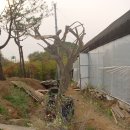 이병렬 농장 Daum카페