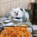 산호애견 이미지