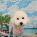 펫 살롱 파밀리에 이미지