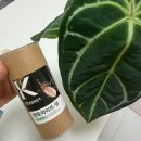 친환경 뿌리파리퇴치 살충제 추천- 코퍼트 엔토마이트-M