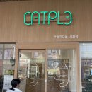 캣플코지눅 시화점 | 개냥이 같이 귀여운 고양이 볼 수 있는 <캣플코지눅 시화점>