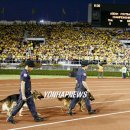 stadium of dogs 이미지