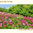 작약정원 이미지