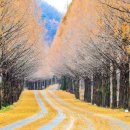 메타세콰이어길 이미지