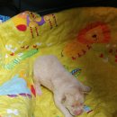 도란도란동물병원 이미지