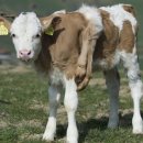 기형목장 이미지