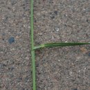 왕바랭이 Eleusine indica (L.) Gaertn. [비추천명 : 길잡이풀,왕바랑이,왕바래기] 이미지