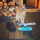 고양이의 보은 이미지