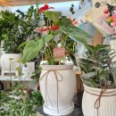 칠성남로 이미지