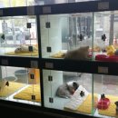 도기 Doggie 이미지