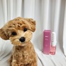 로즈펫 | 페리티 다마스크로즈 안티탱글 볼류밍 펫 브러쉬