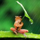 청개구리 이미지