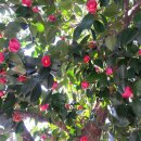 섬진농원 이미지