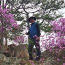 배산 진달래와 온천천 유채(야생 갓?)... +... 이미지