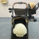 아로아(AROA) 이미지