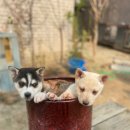 수아켄넬 이미지