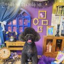 은밀하개위대하개 이미지