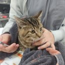 답21동물병원 | 광주 백운동 동물병원, 가까움보다 중요한 기준을 말씀드립니다.