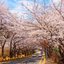 문탠로드 | 인생샷 200% 보장! 벚꽃 흩날리는 해운대 문탠로드 &amp; 해월정 산책 꿀팁