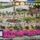 초가을 비 2. (최의상 글, 에어로폰 연주 231012) 이미지