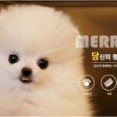 메리펫 네이버블로그